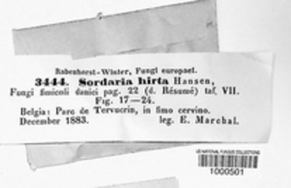 Immersiella image